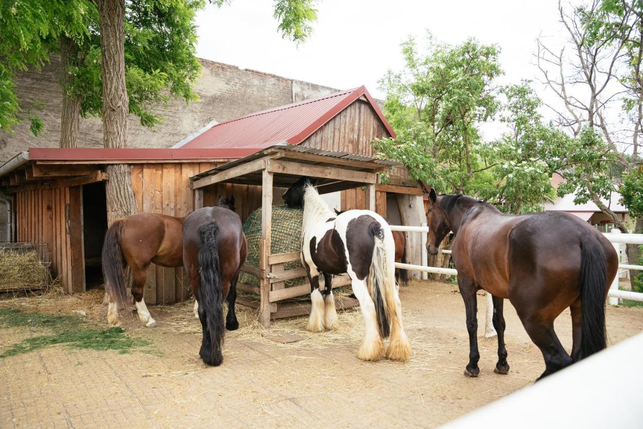 Ranchzimmer am Hippo-Campus Reit- und Therapiezentrum Deutsch Haslau Exterior foto